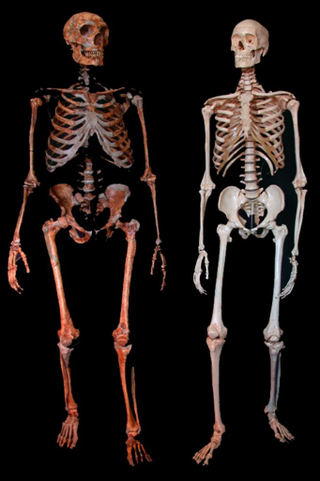 Neanderthal (left) and modern human skeleton.